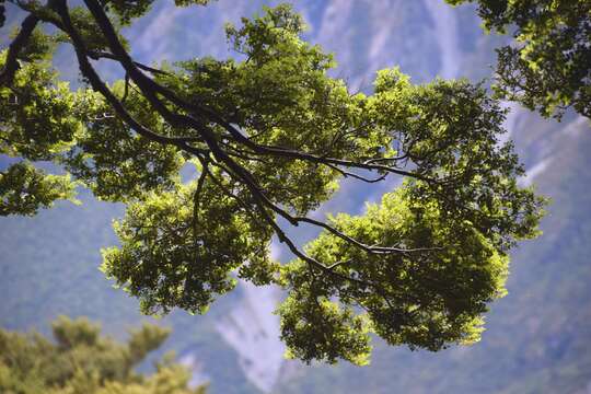 Image of Silver beech