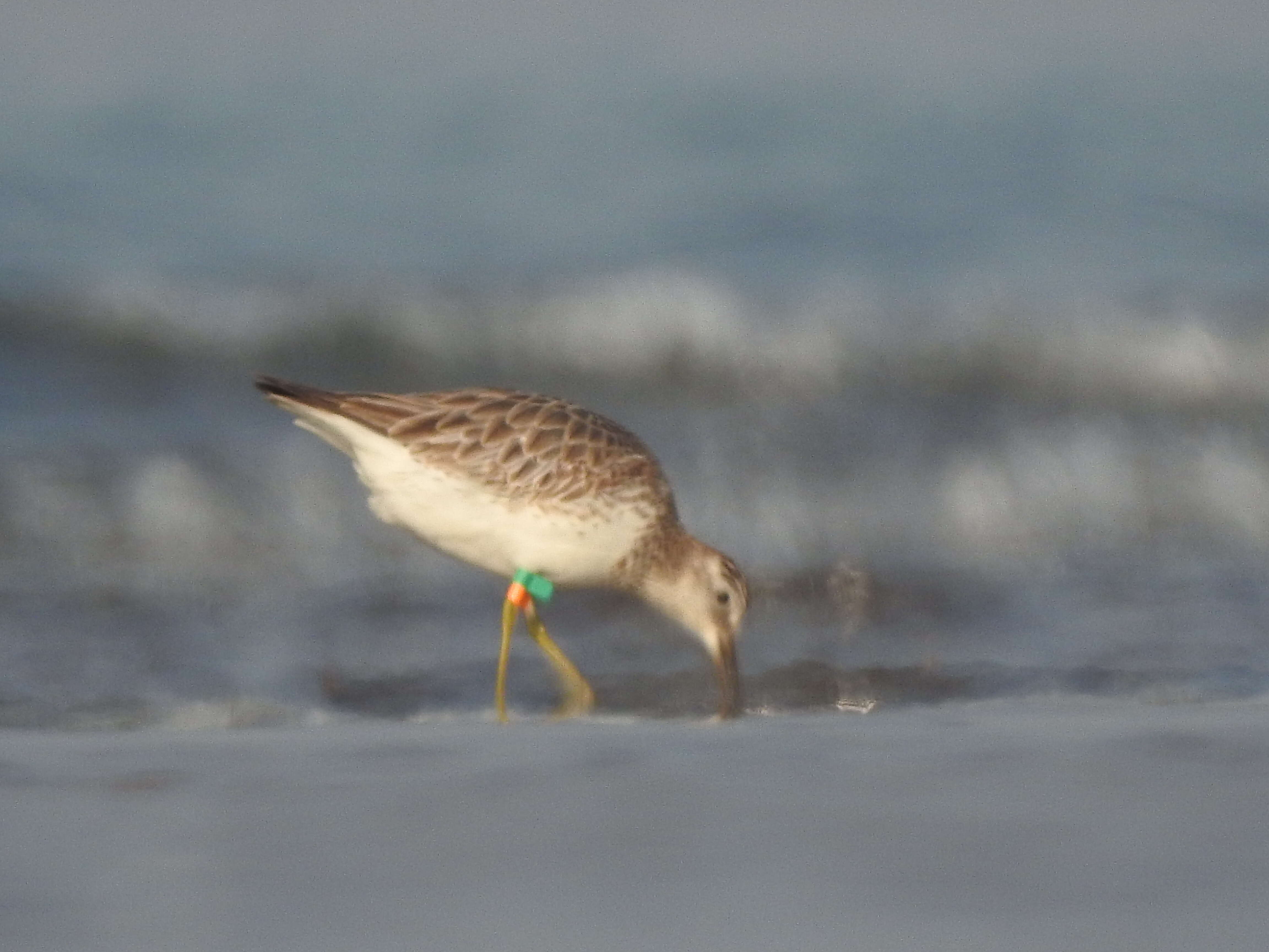 Image of Great Knot