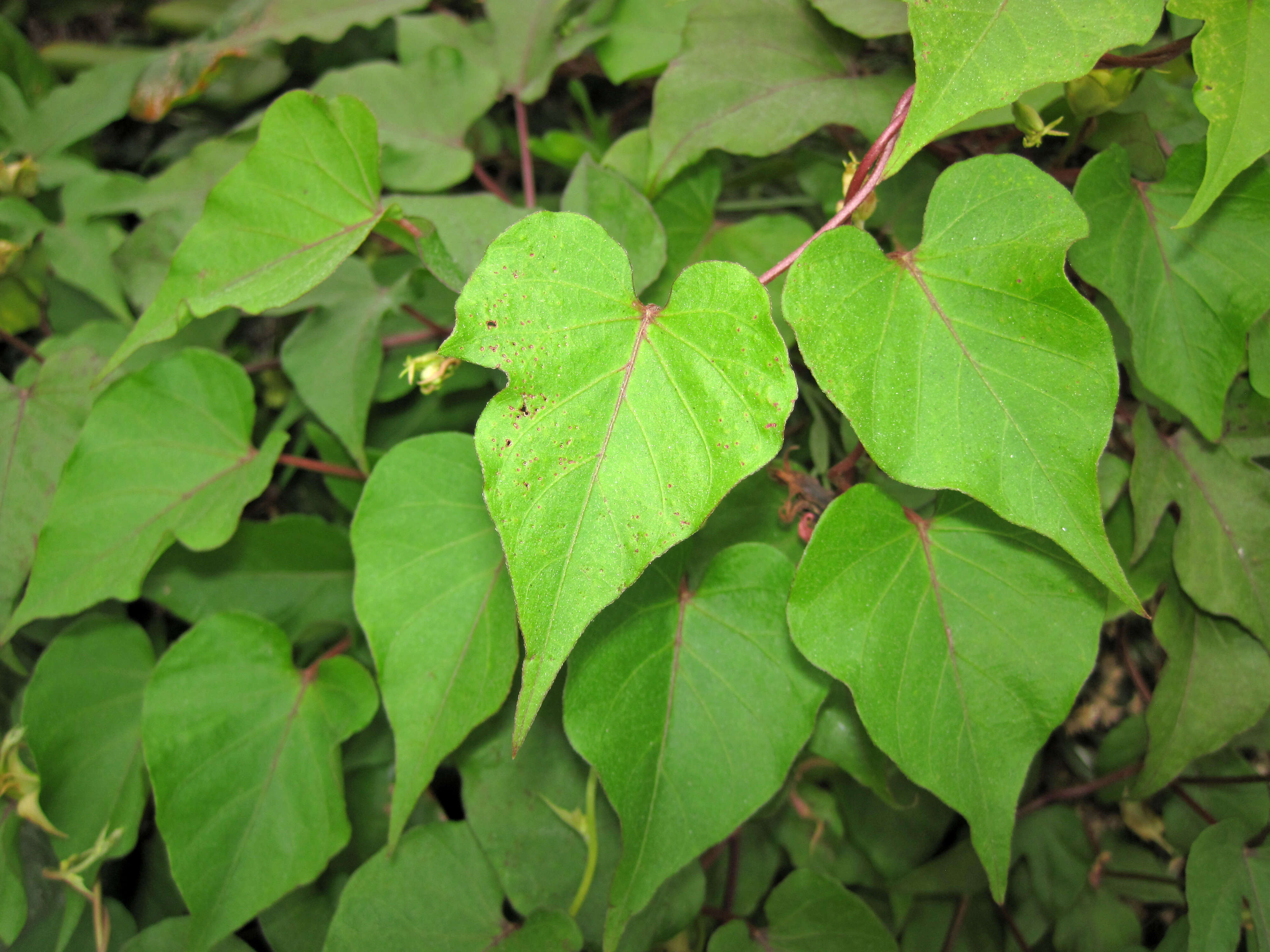 Image of Ivyleaf morning-glory