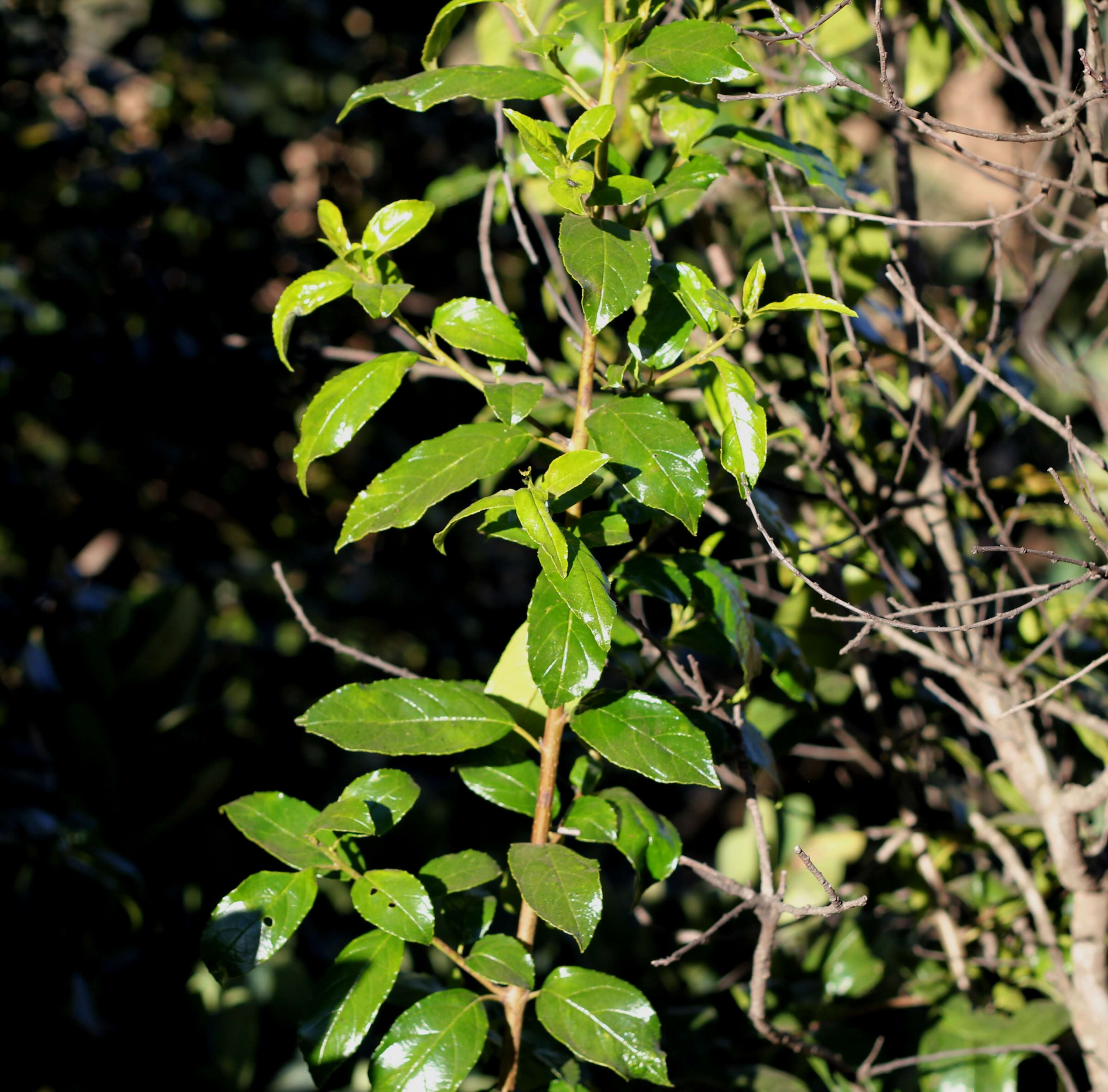 Слика од Rhamnus prinoides L'Her.