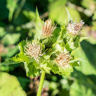 Image of Cabbage Thistle