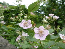 Image of Himalayan blackberry