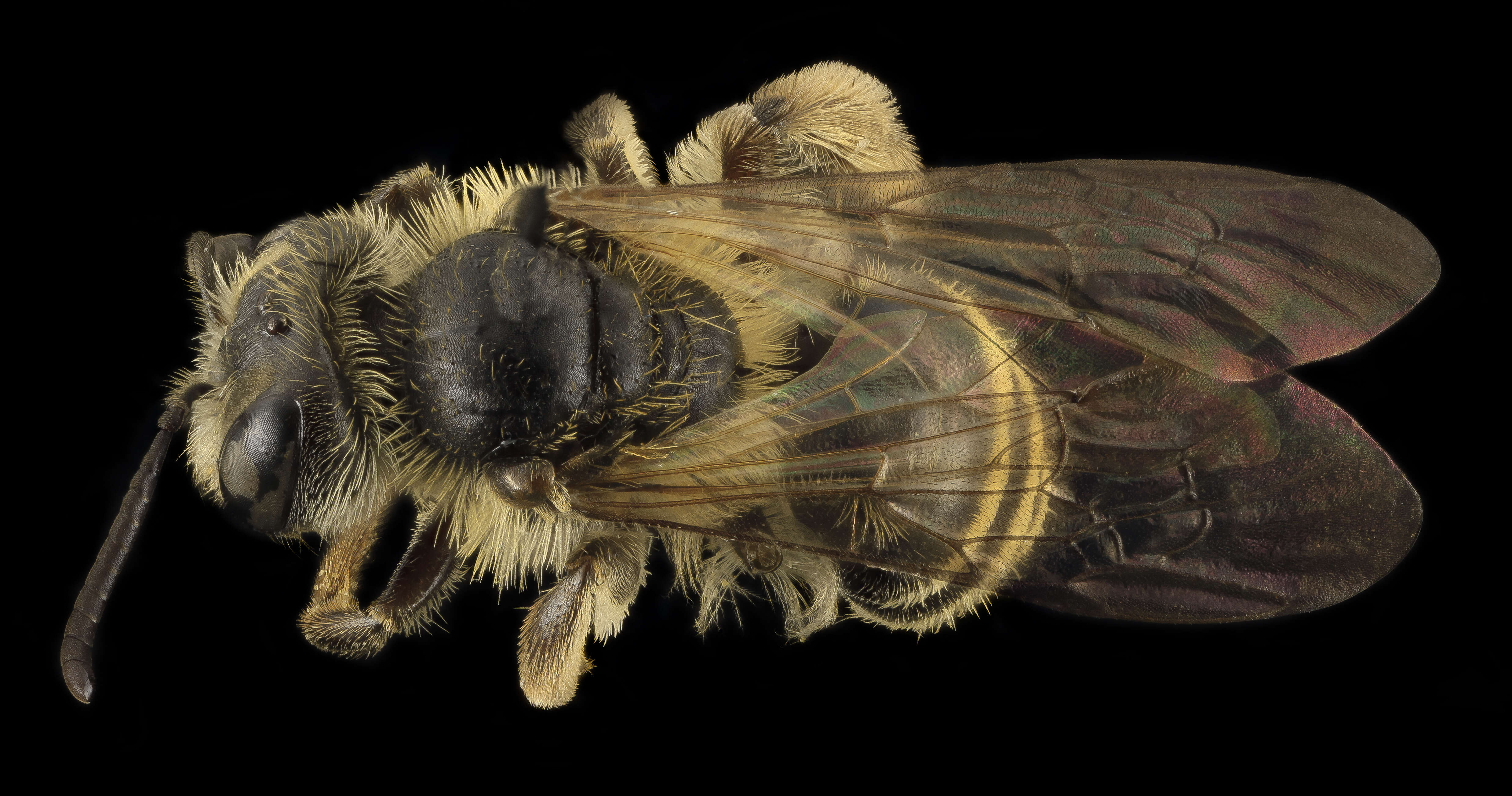 Image of Andrena nubecula Smith 1853