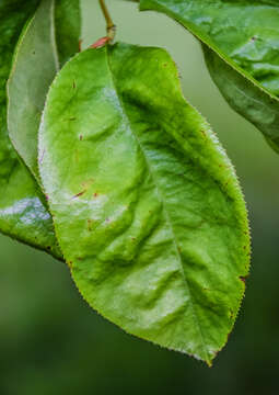 Image of Chinese-quince