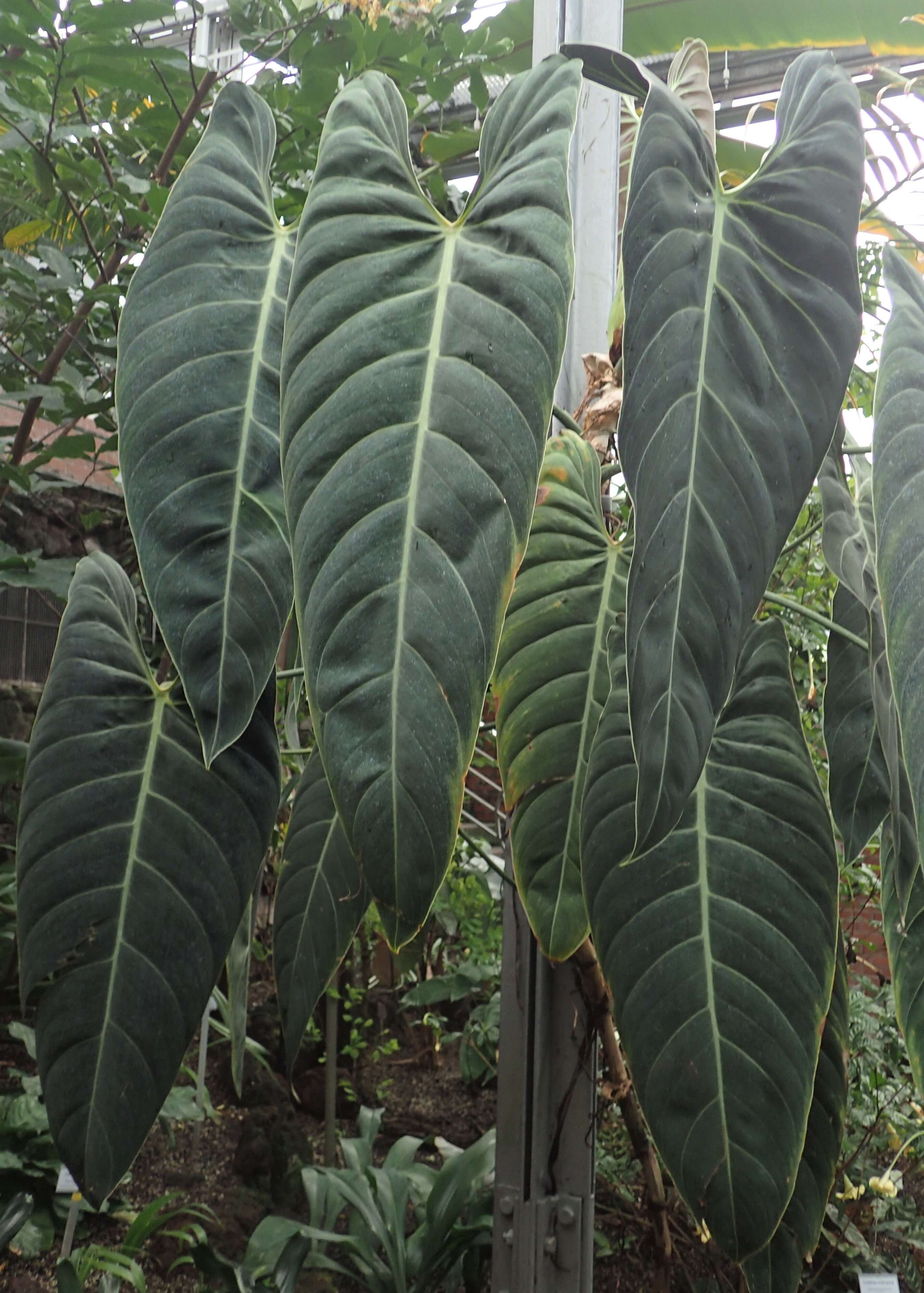 Image of Philodendron melanochrysum Linden & André