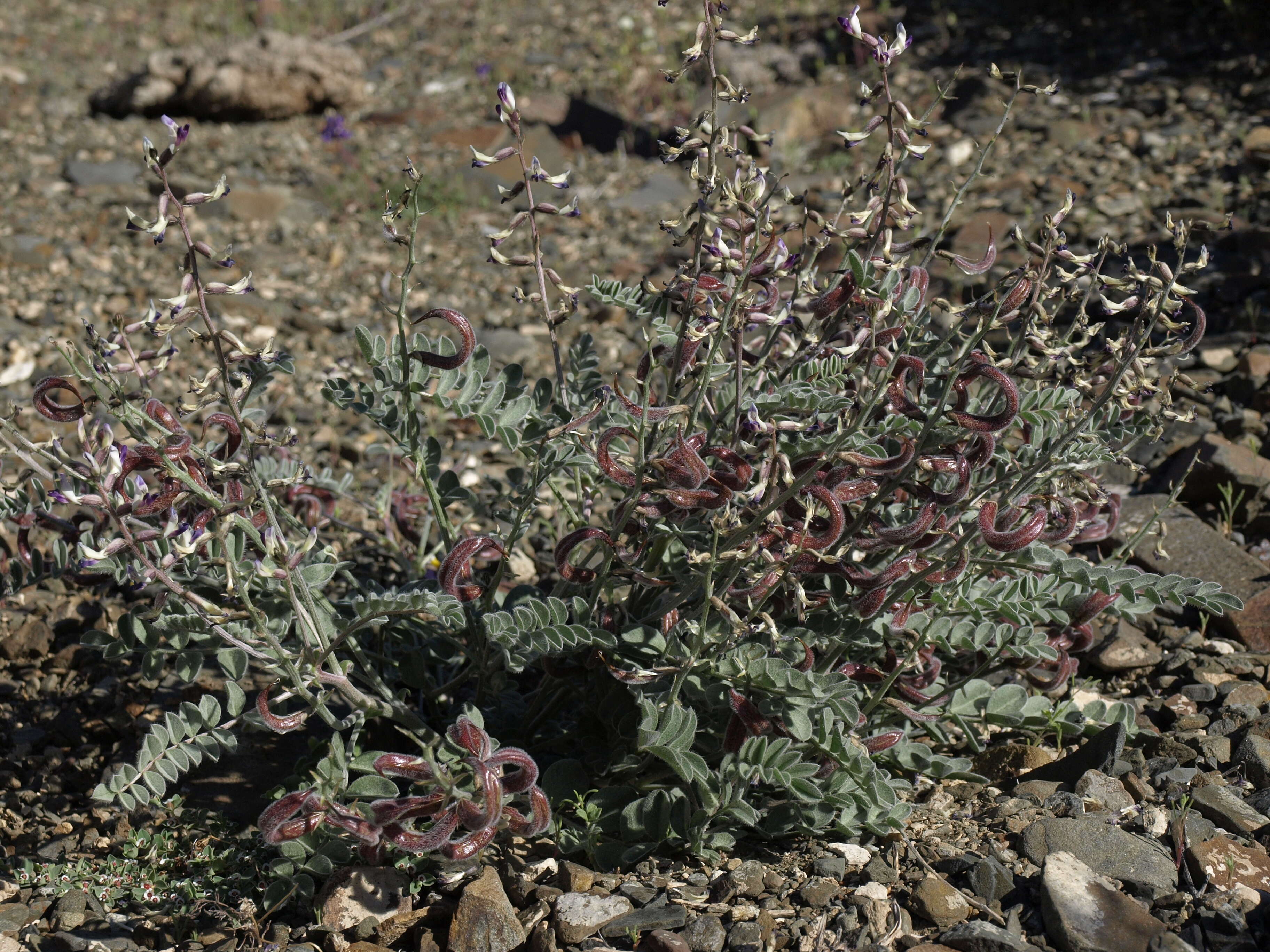 Image of widow's milkvetch