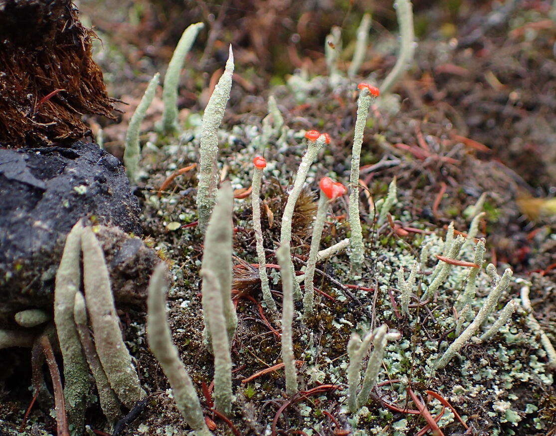 Image of Cladonia macilenta