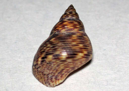 Image of Littoraria angulifera (Lamarck 1822)