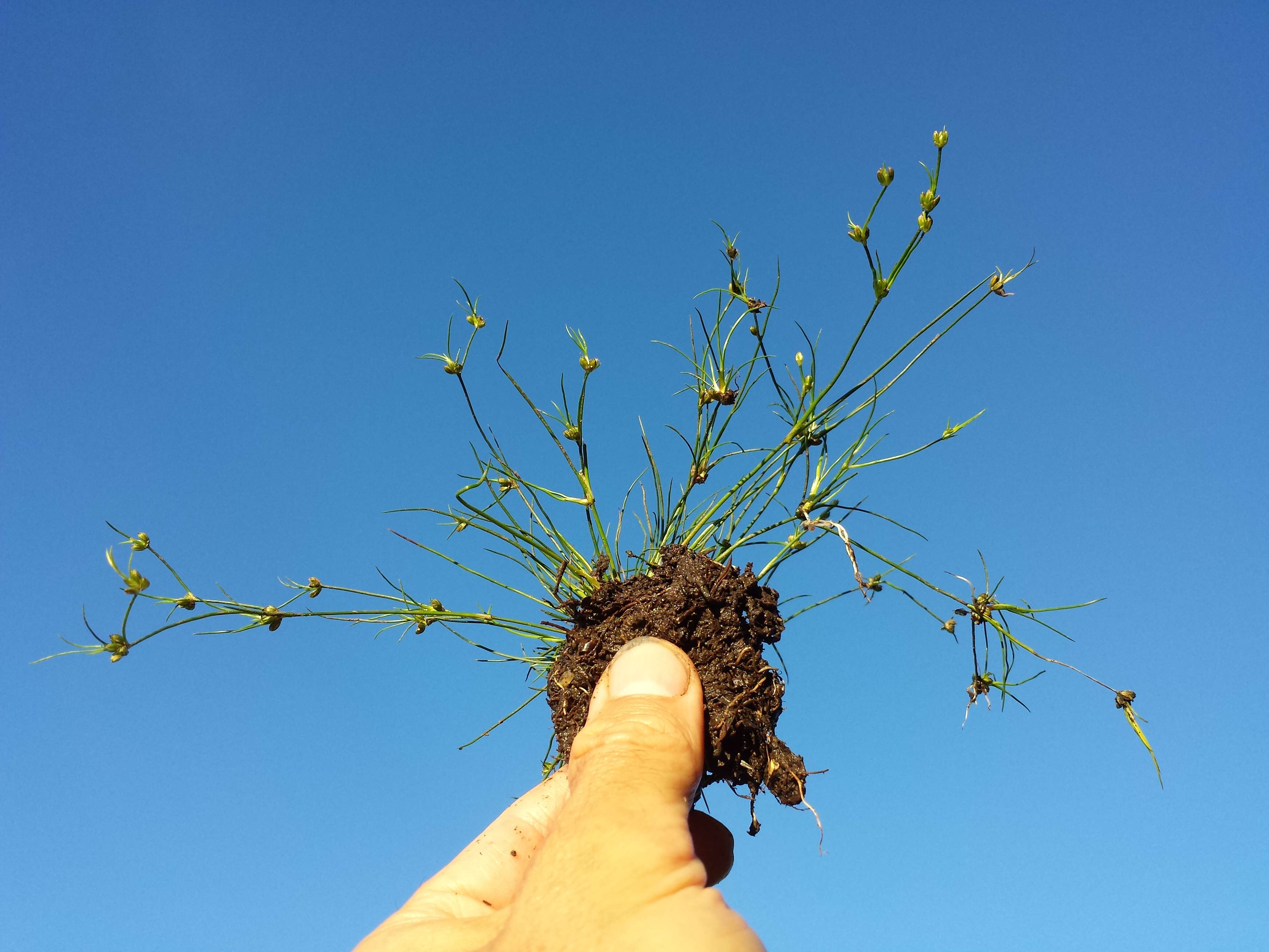 Juncus bulbosus L.的圖片