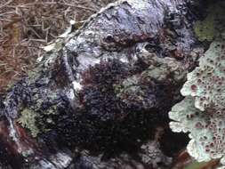 Image of Jelly lichens