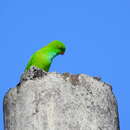 Image of Pygmy Hanging-Parrot