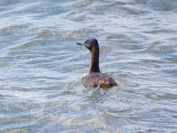 Image of Great Grebe