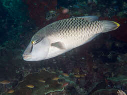 Image of Giant Wrasse