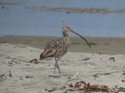 Image of Long-billed Curlew