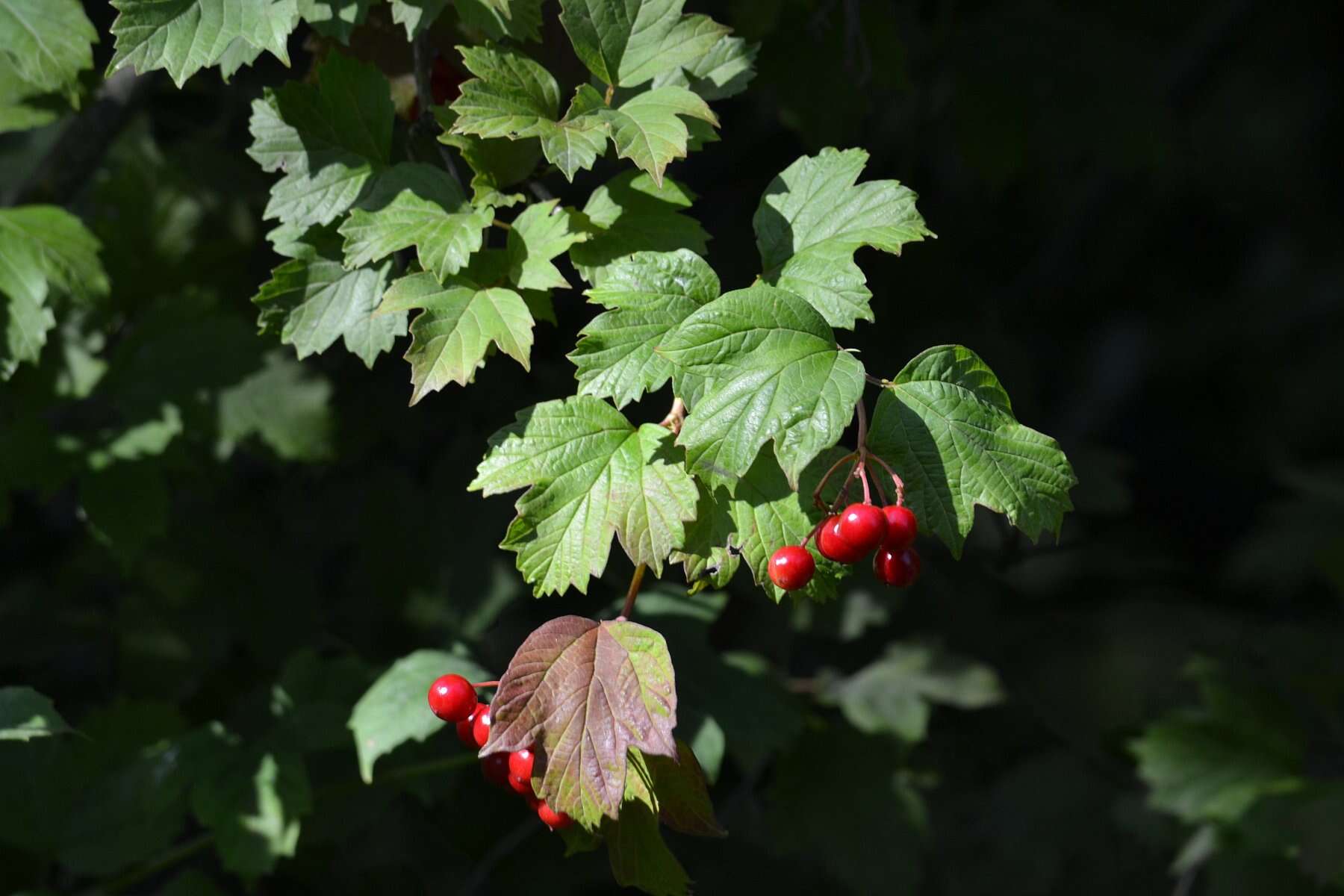 Imagem de Viburnum opulus L.