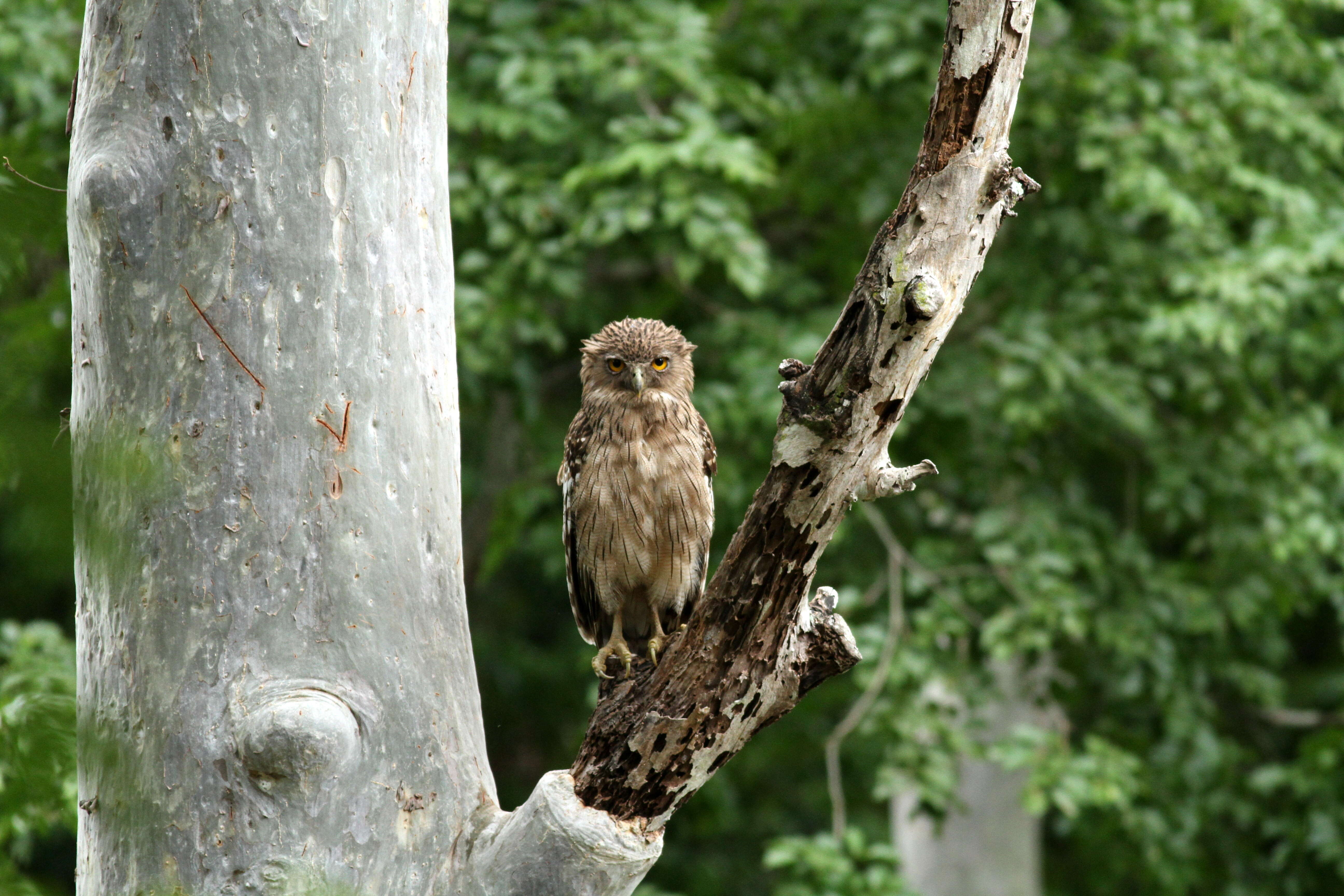 Image of Brown Fish Owl