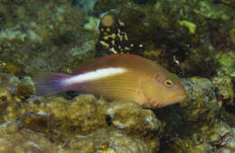 Image of Arc-eye Hawkfish