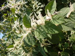 Image of Japanese Knotweed