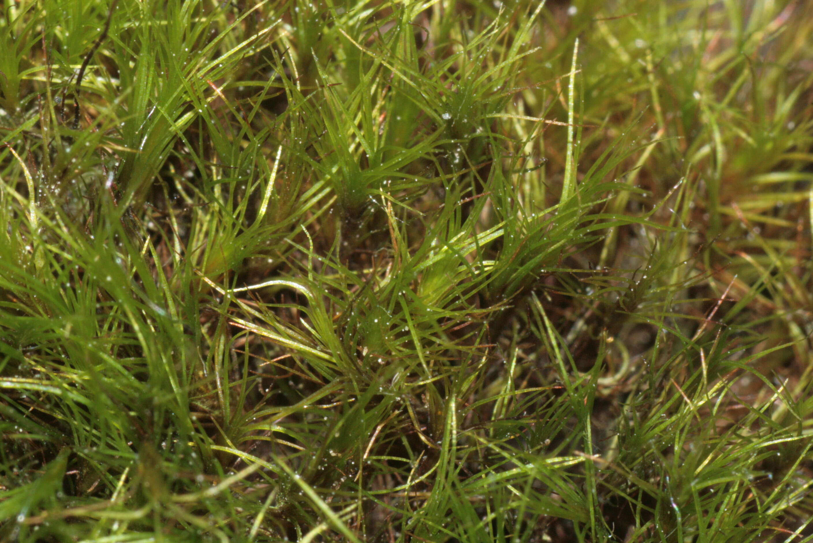 Image of distichium moss