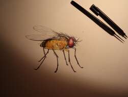 Image of fruit fly