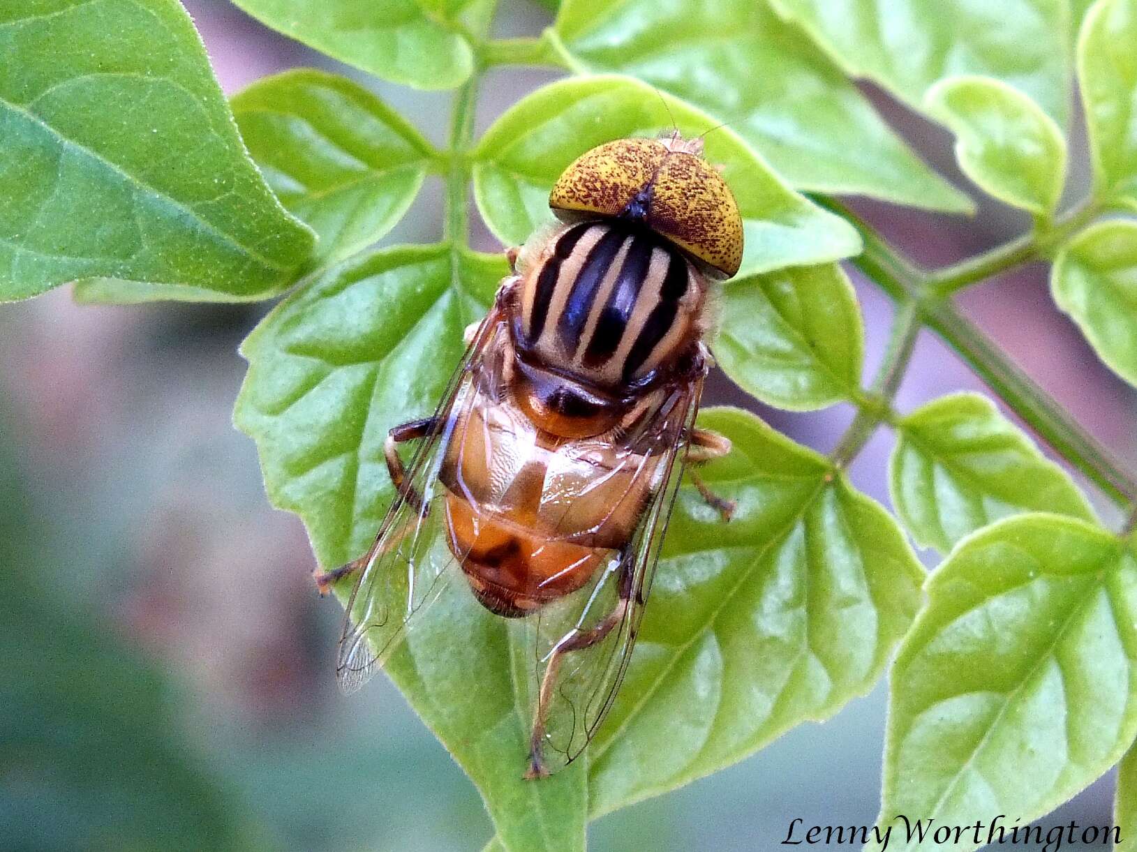 صورة Eristalinus megacephalus (Rossi 1794)