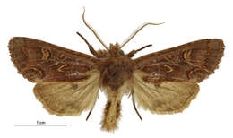 Image of Ichneutica fenwicki