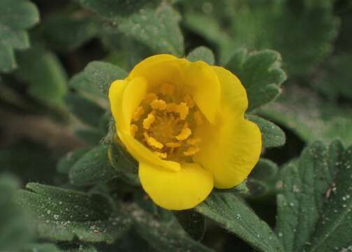 Image of Potentilla incana Gaertn. Mey. & Scherb.