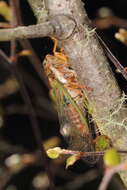 Image of blood redtail cicada