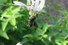 Image of large carpenter bee