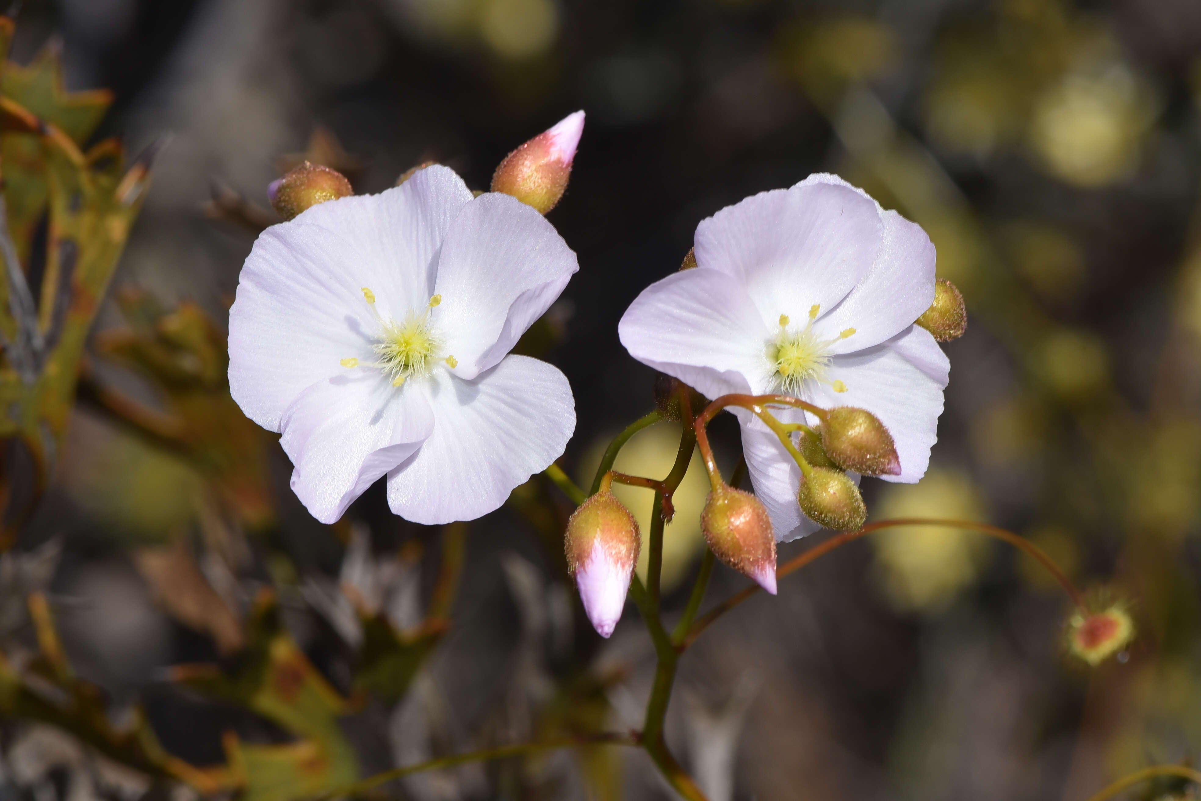 Image of Drosera menziesii subsp. penicillaris (Benth.) N. Marchant & Lowrie