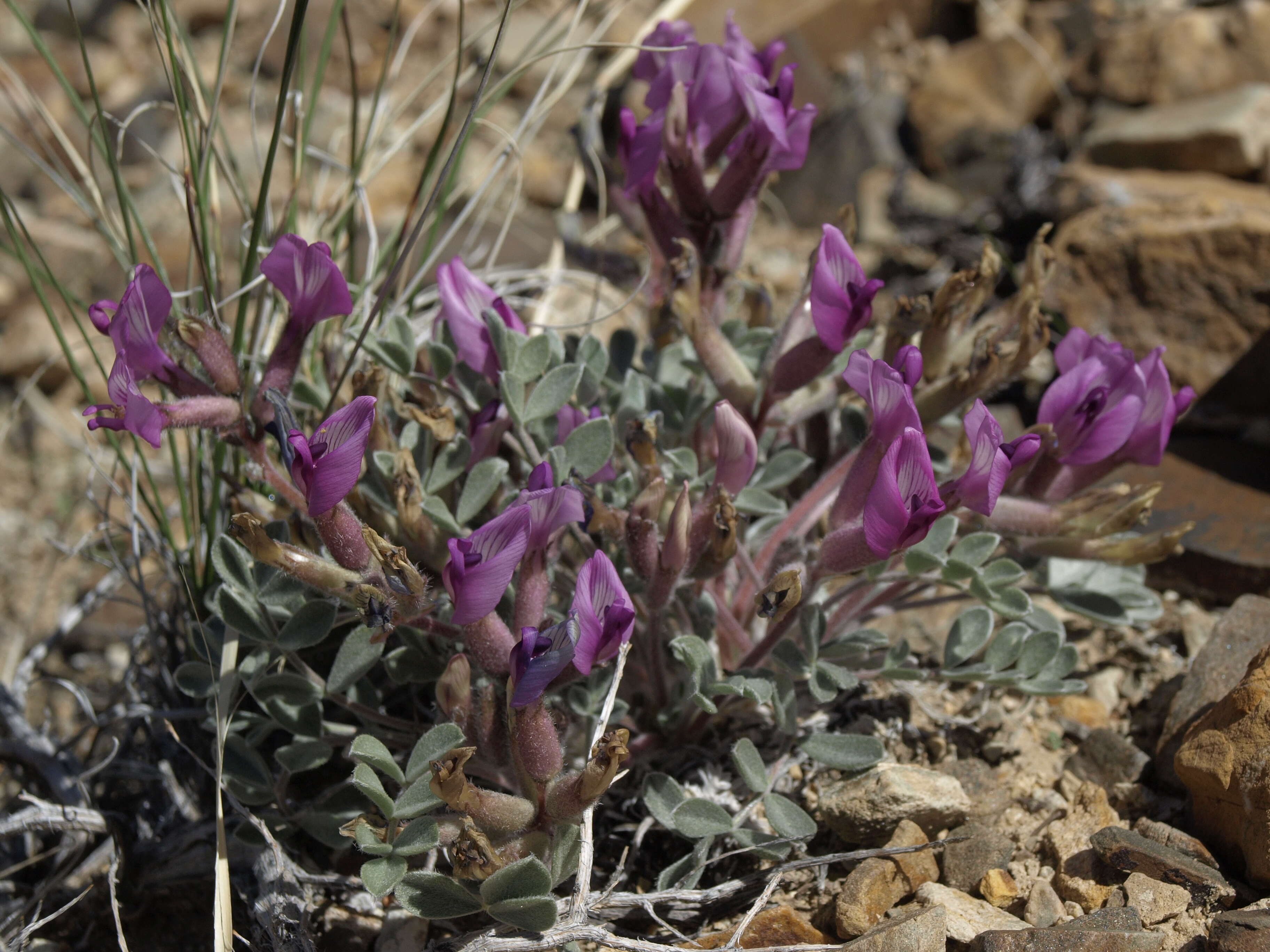 Image of Newberry's milkvetch