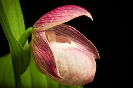 Image of Large-flowered Cypripedium