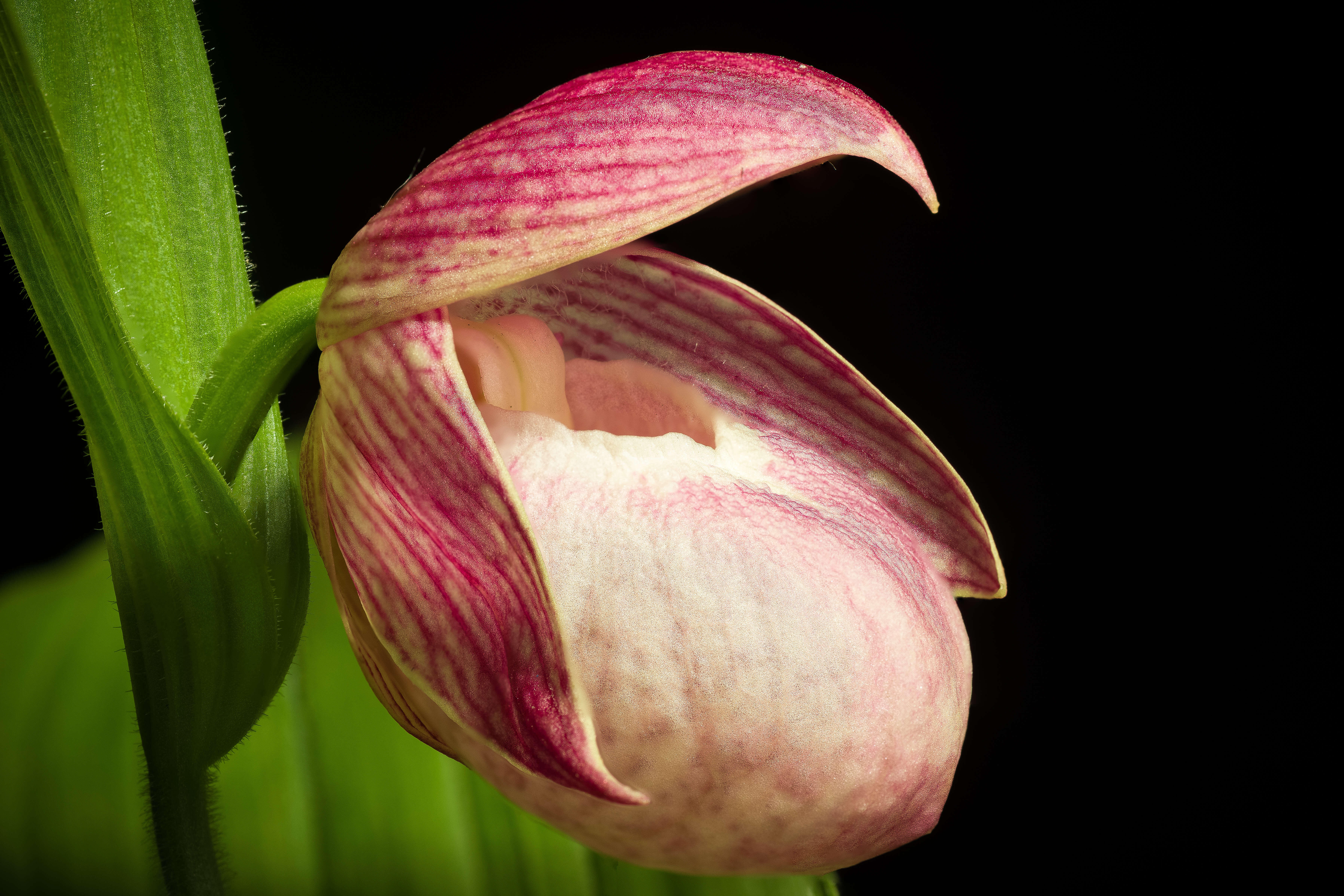 Image of Large-flowered Cypripedium