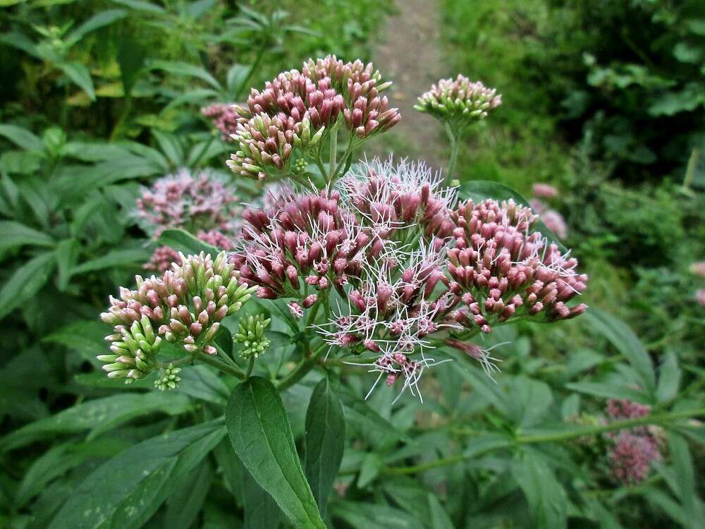 Image of hemp agrimony