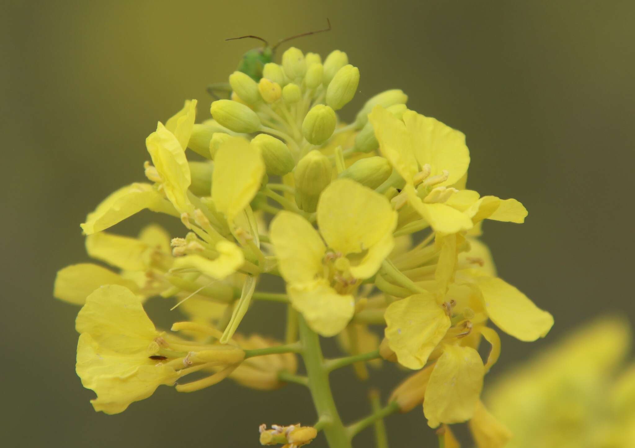 Image of black mustard