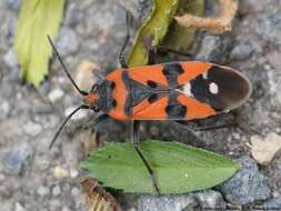 Image of Harlequin bug