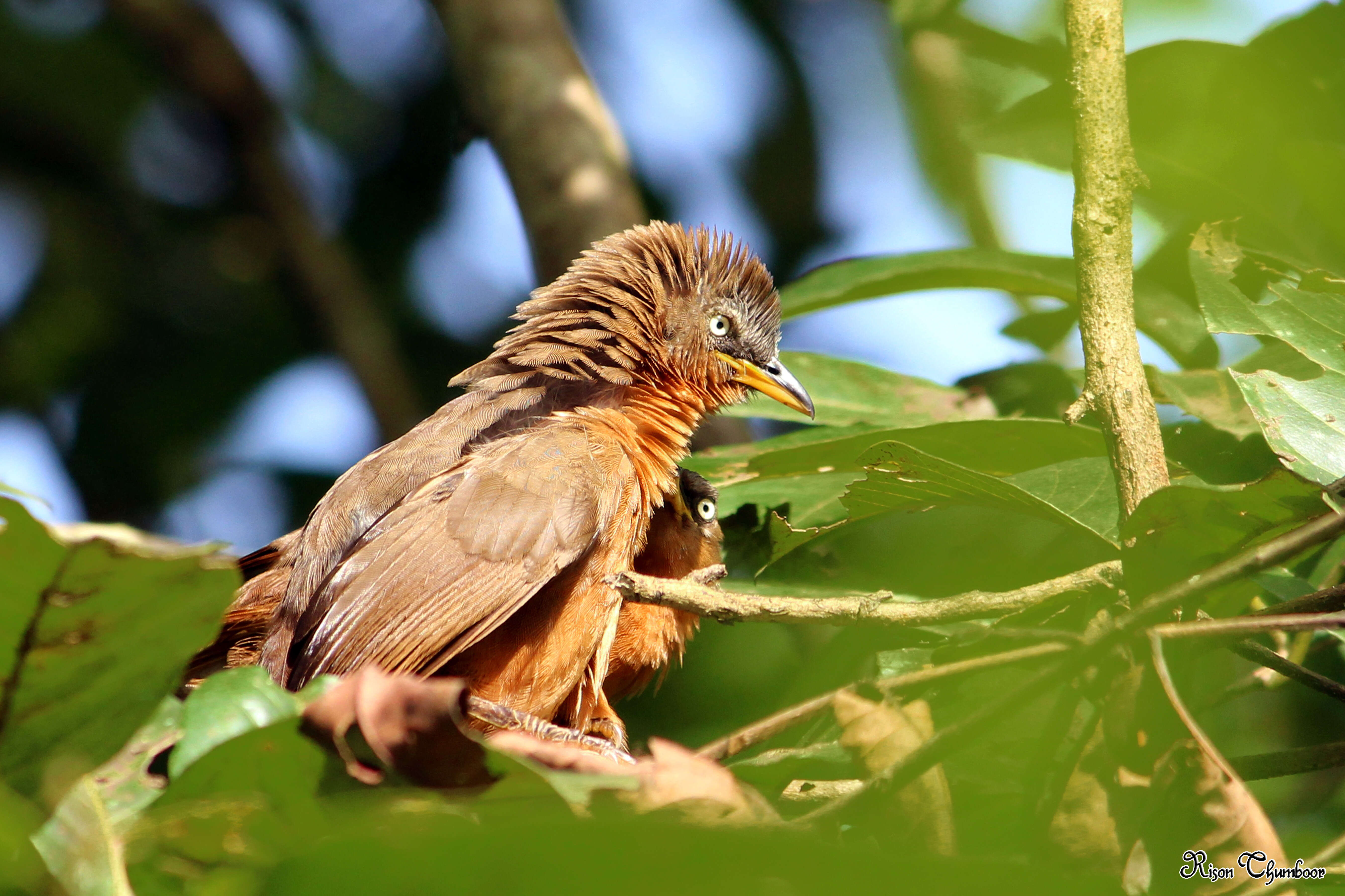 Image of Rufous Babbler