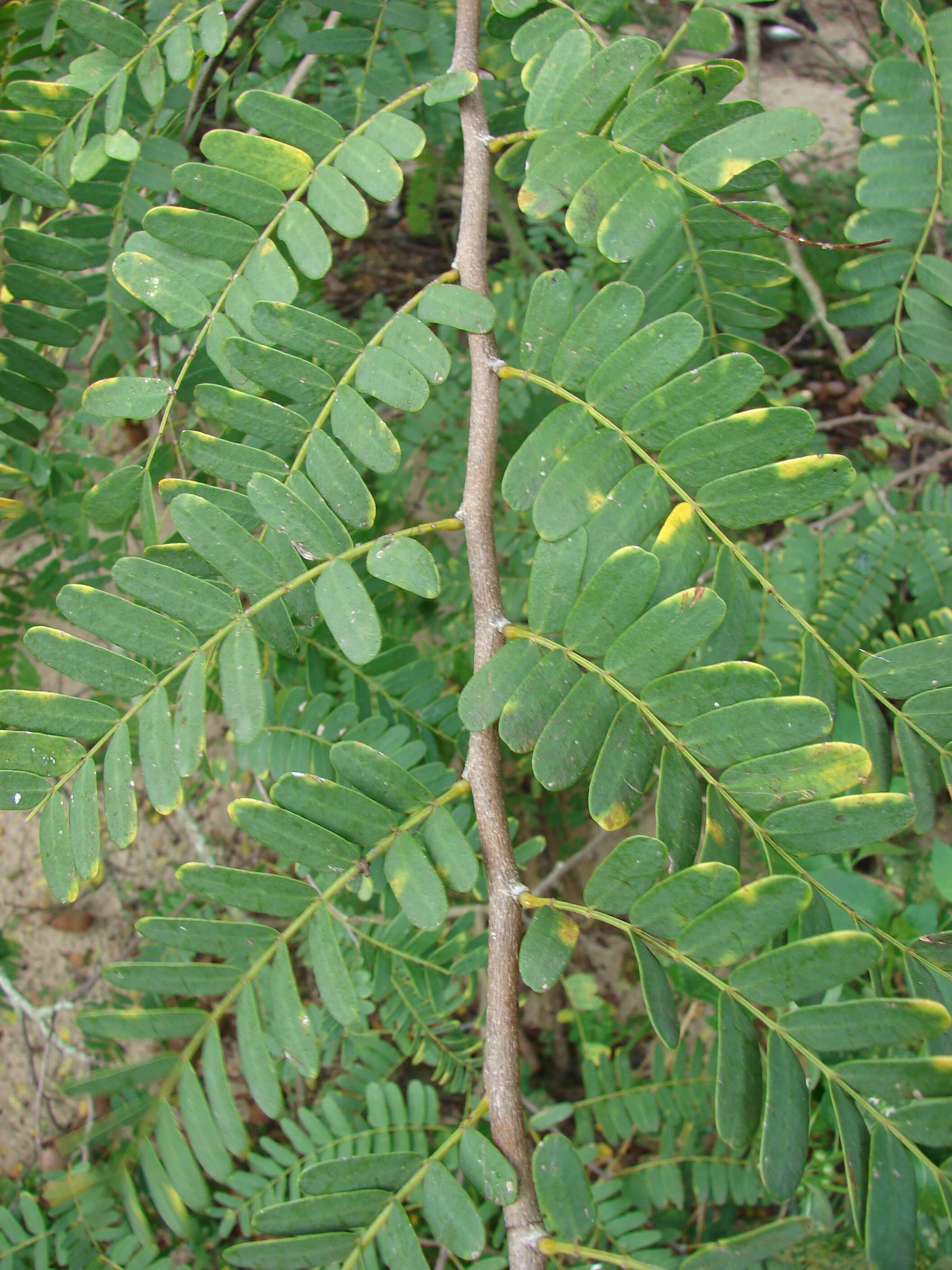 Image of tamarind