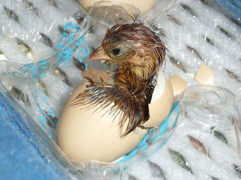 Image of Chinese Bamboo Partridge