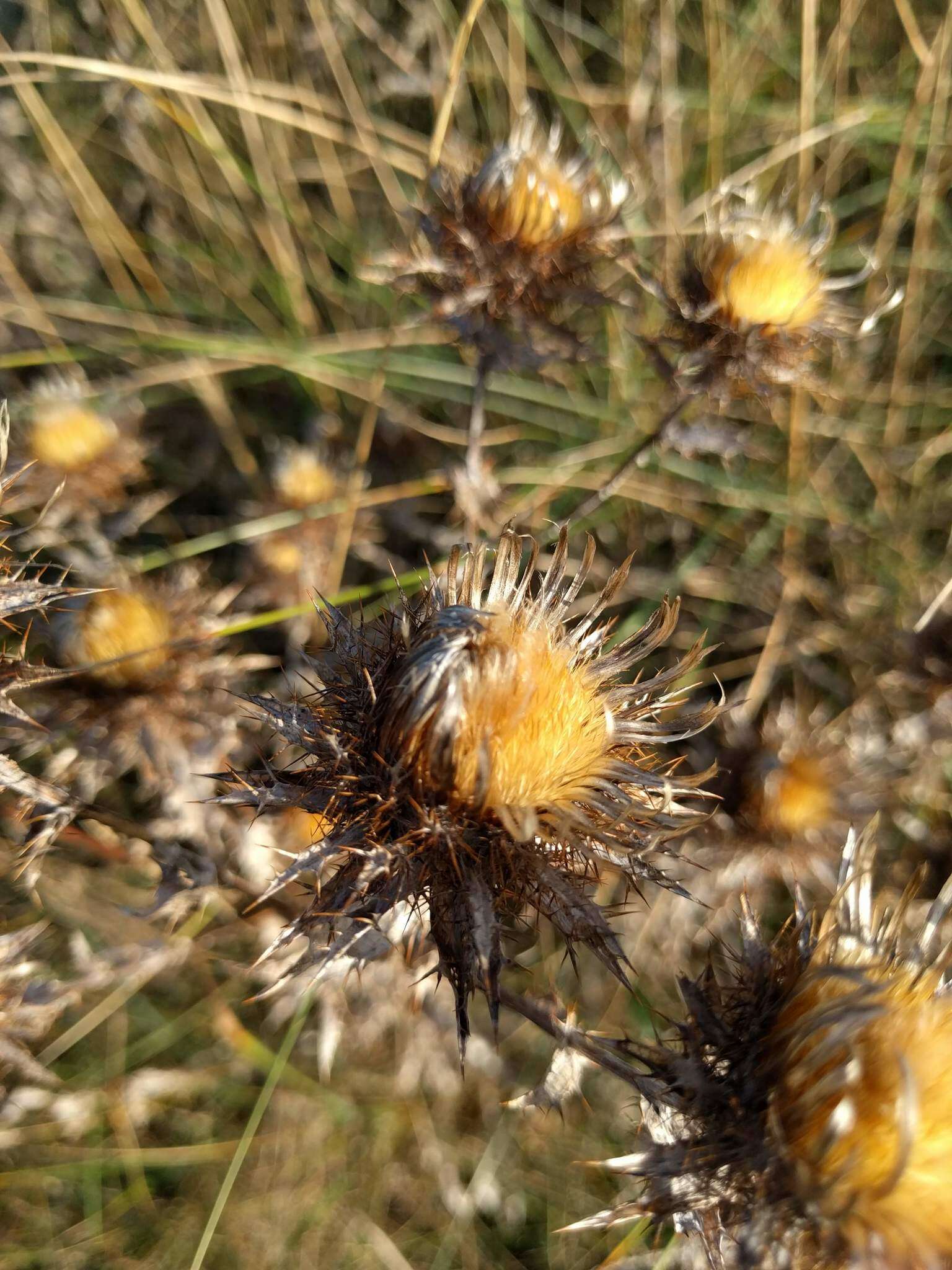 Image of carline thistle