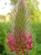 Image of Red Trefoil