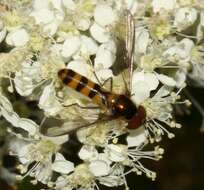 Image of Banded Meliscaeva