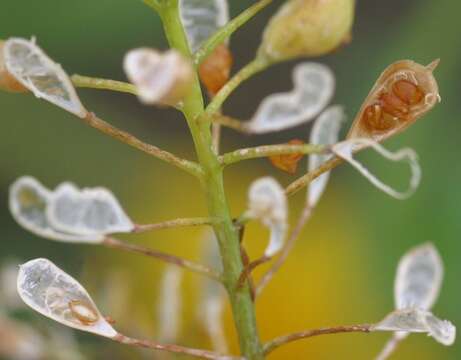 Imagem de Camelina alyssum (Mill.) Thell.