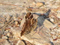 Image of Asian Admiral