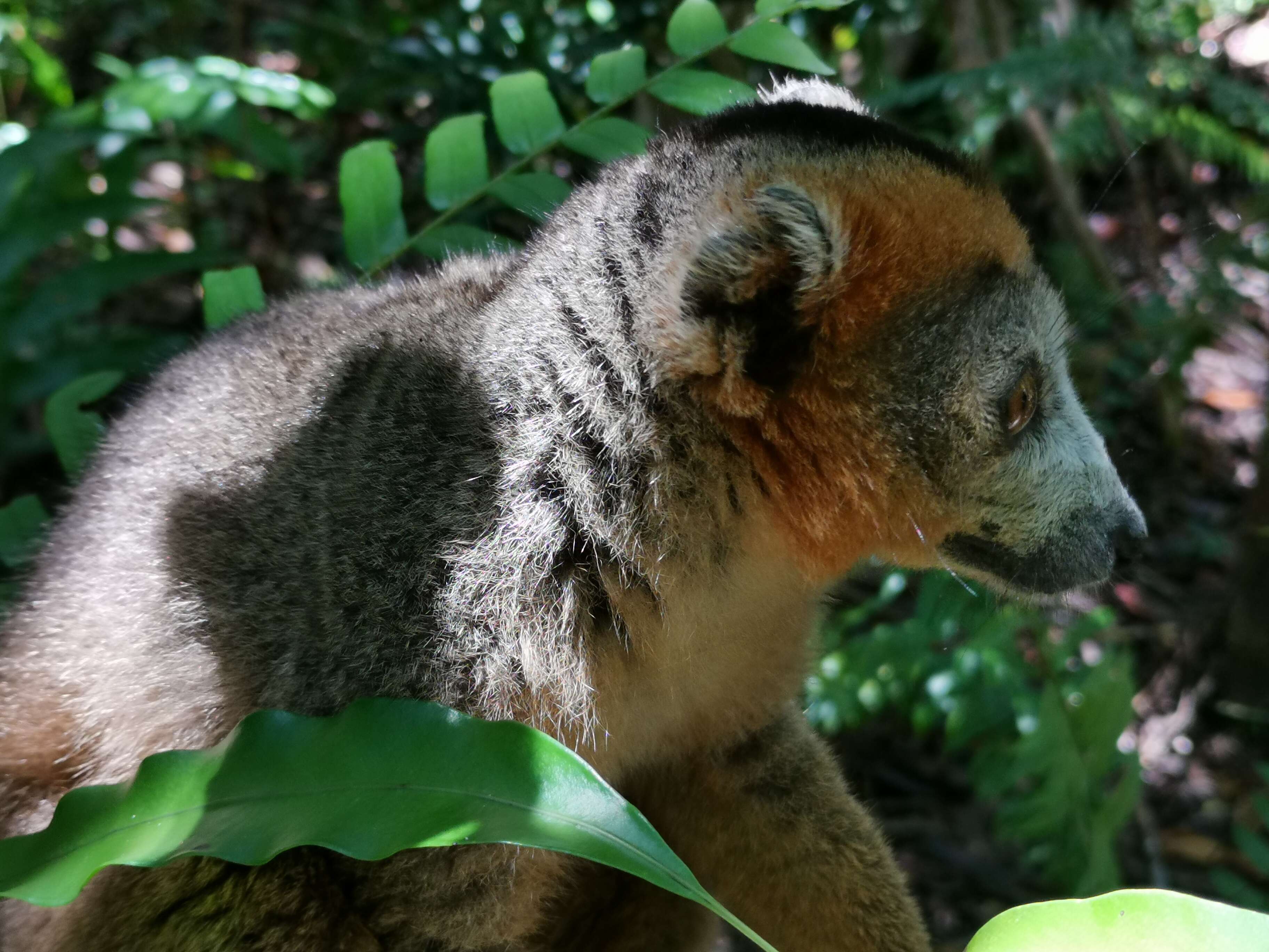 Image of Crowned Lemur