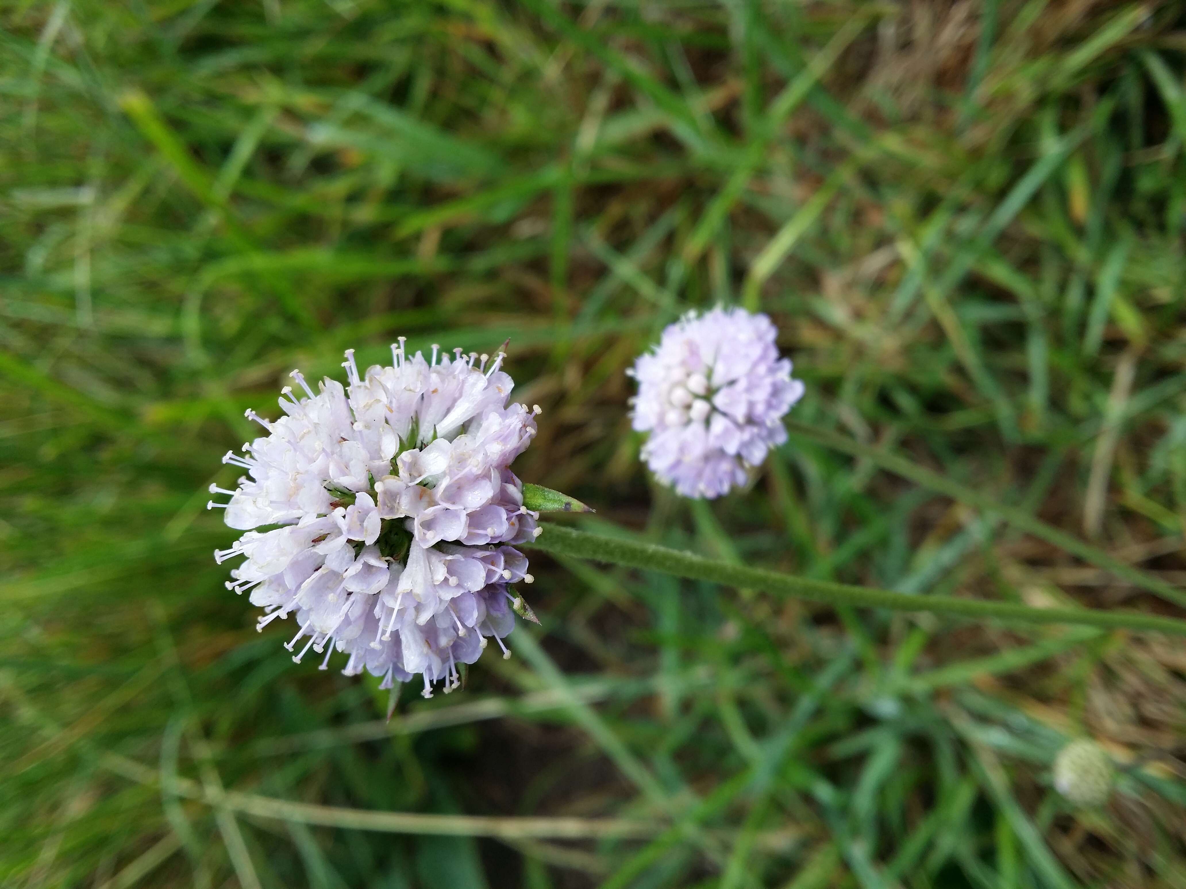 Image of Devil’s Bit Scabious