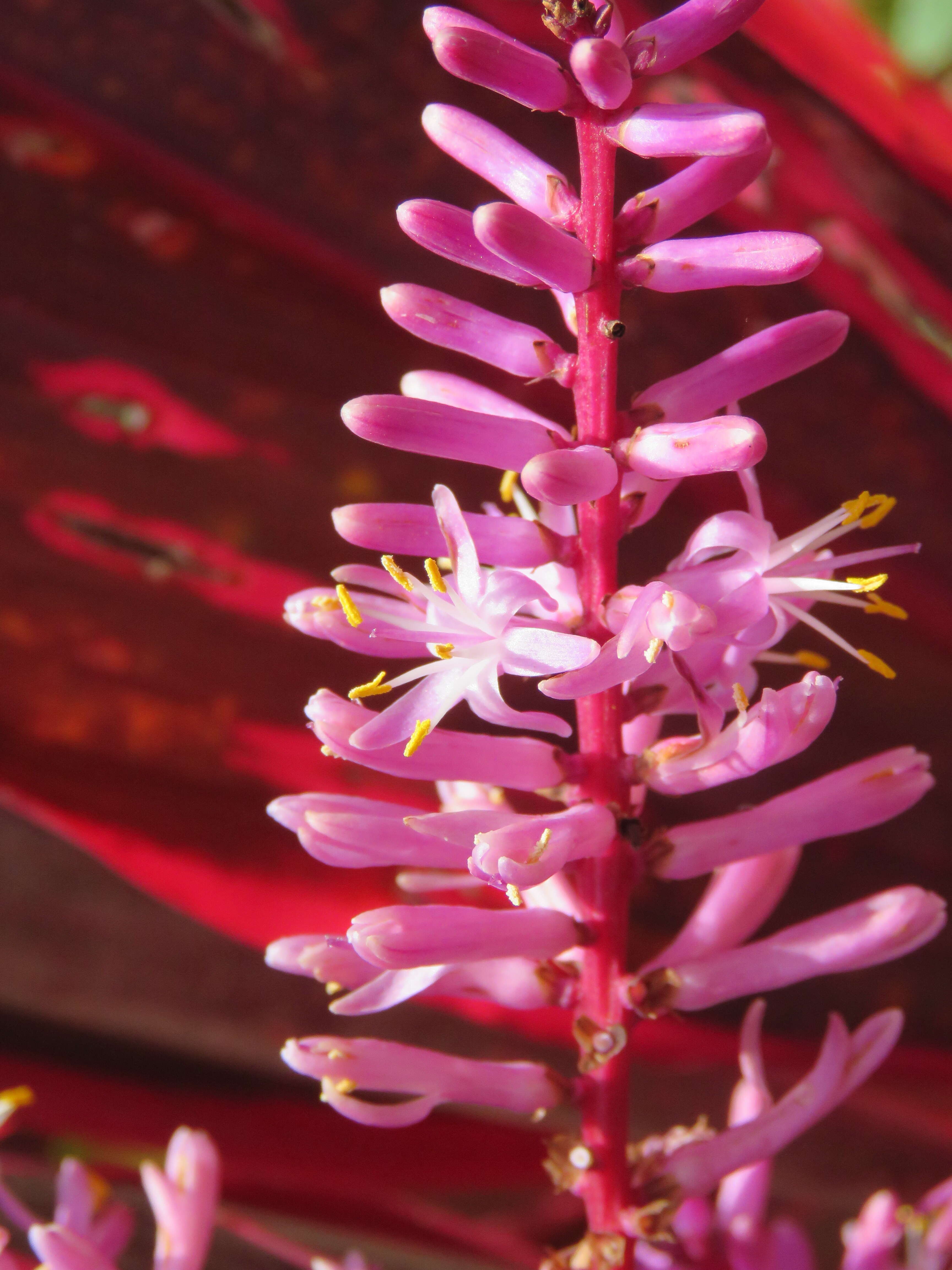 Imagem de Cordyline fruticosa (L.) A. Chev.