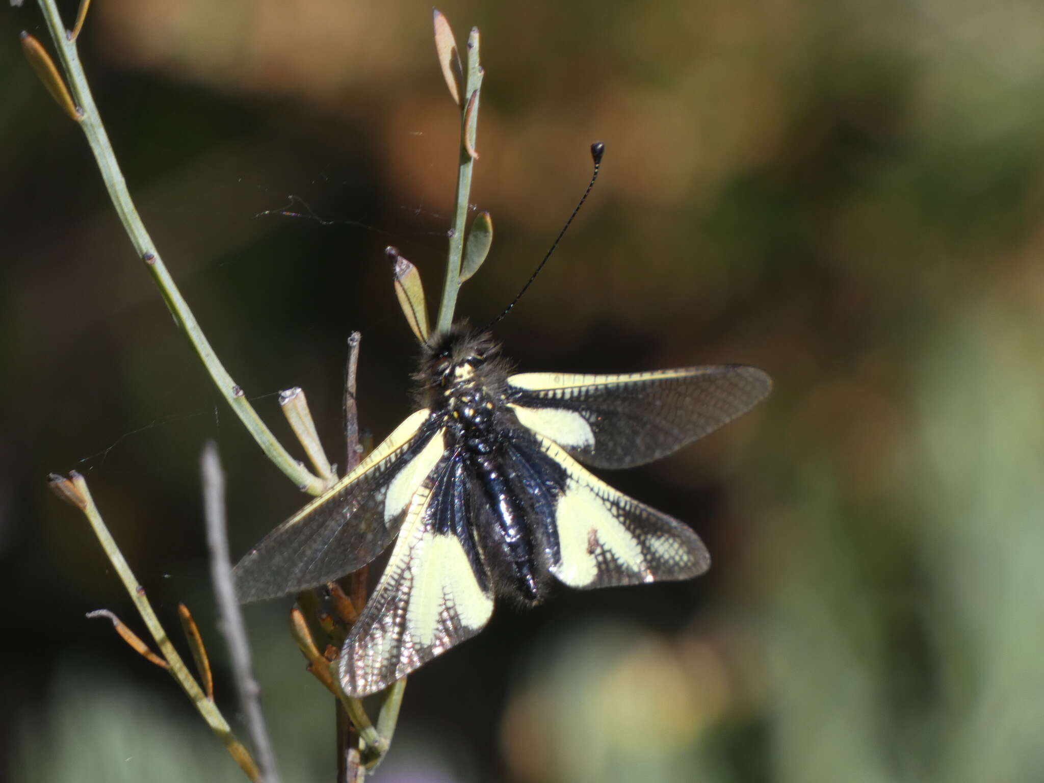 Image of Owly sulphur