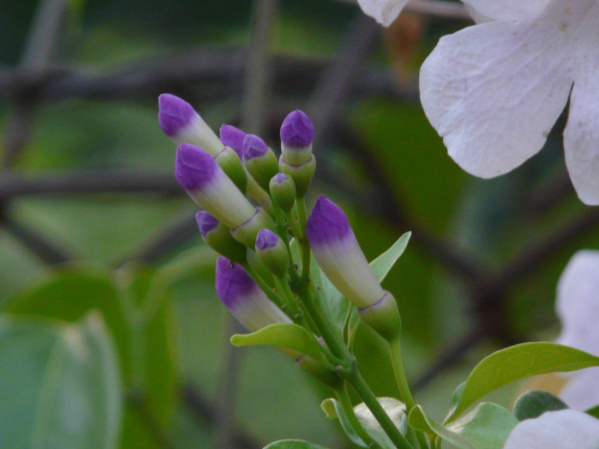 Image of garlicvine