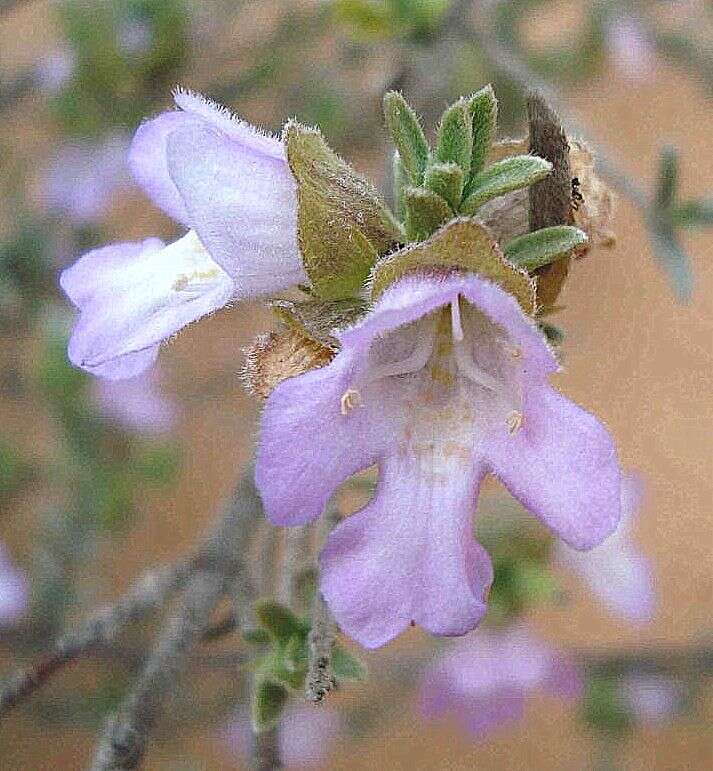 Image of Prostanthera ammophila B. J. Conn